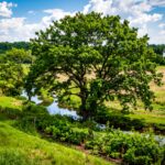 a lush green tree, near a brook in a healthy field - healthy environment in maryland 983870